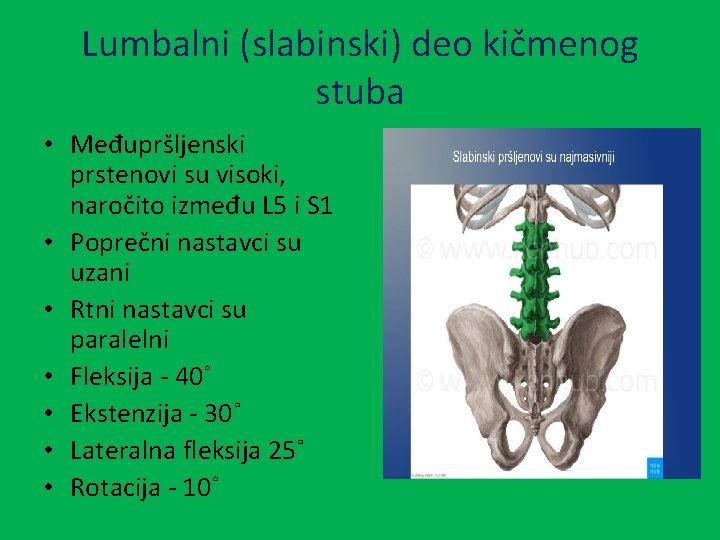 Lumbalni (slabinski) deo kičmenog stuba • Međupršljenski prstenovi su visoki, naročito između L 5