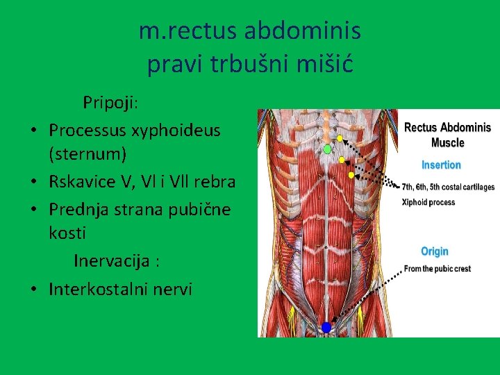 m. rectus abdominis pravi trbušni mišić • • Pripoji: Processus xyphoideus (sternum) Rskavice V,