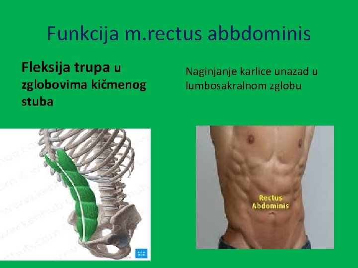 Funkcija m. rectus abbdominis Fleksija trupa u zglobovima kičmenog stuba Naginjanje karlice unazad u