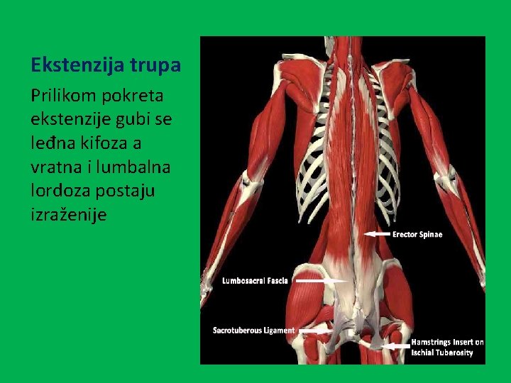 Ekstenzija trupa Prilikom pokreta ekstenzije gubi se leđna kifoza a vratna i lumbalna lordoza