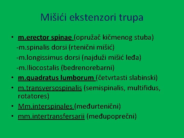 Mišići ekstenzori trupa • m. erector spinae (opružač kičmenog stuba) -m. spinalis dorsi (rtenični