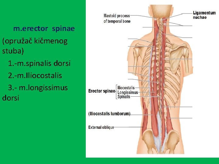 m. erector spinae (opružač kičmenog stuba) 1. -m. spinalis dorsi 2. -m. Iliocostalis 3.