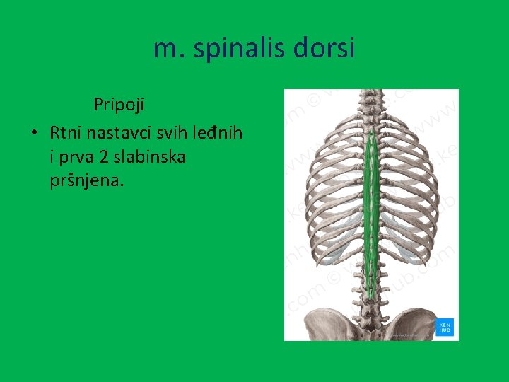 m. spinalis dorsi Pripoji • Rtni nastavci svih leđnih i prva 2 slabinska pršnjena.