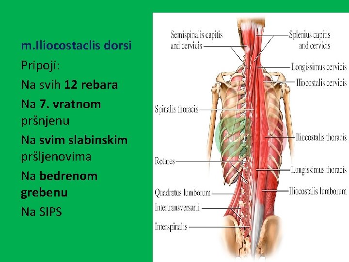 m. Iliocostaclis dorsi Pripoji: Na svih 12 rebara Na 7. vratnom pršnjenu Na svim