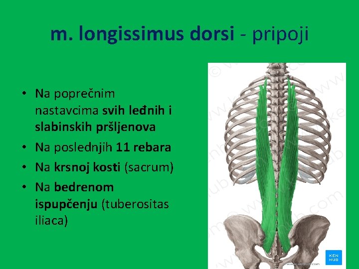 m. longissimus dorsi - pripoji • Na poprečnim nastavcima svih leđnih i slabinskih pršljenova