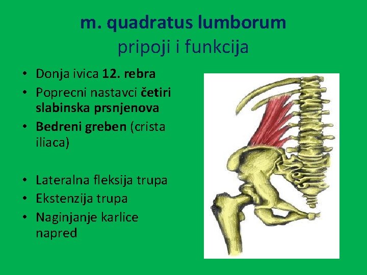 m. quadratus lumborum pripoji i funkcija • Donja ivica 12. rebra • Poprecni nastavci