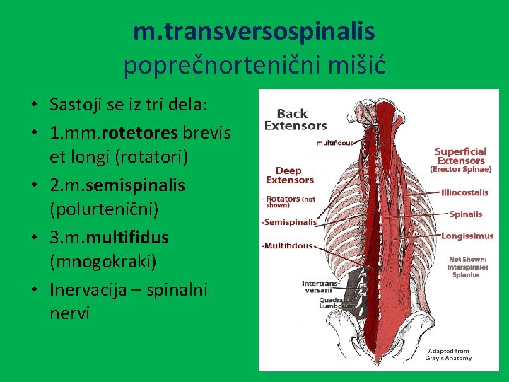 m. transversospinalis poprečnortenični mišić • Sastoji se iz tri dela: • 1. mm. rotetores