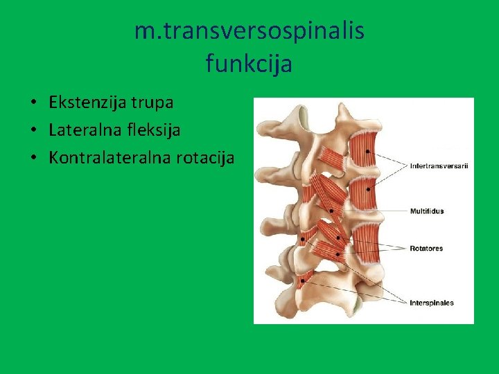 m. transversospinalis funkcija • Ekstenzija trupa • Lateralna fleksija • Kontralateralna rotacija 