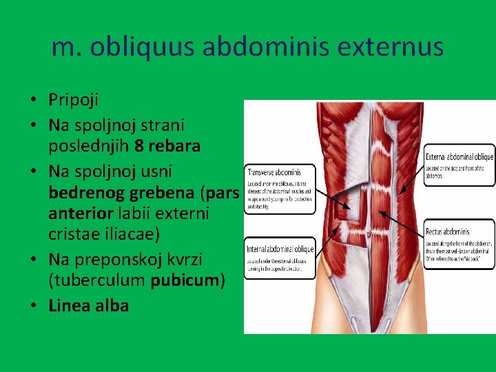 m. obliquus abdominis externus • Pripoji • Na spoljnoj strani poslednjih 8 rebara •