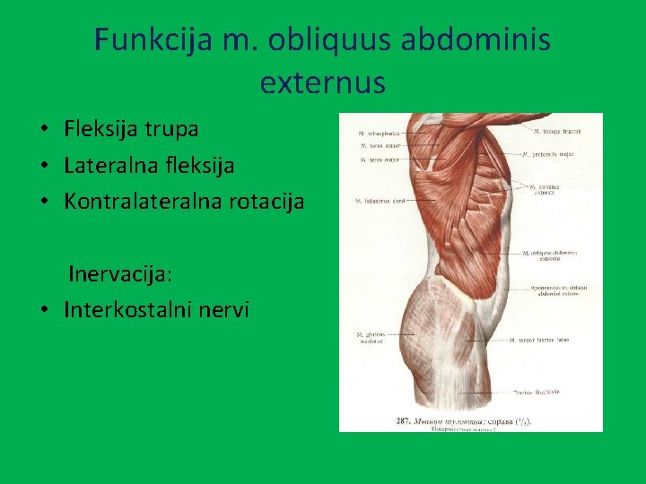 Funkcija m. obliquus abdominis externus • Fleksija trupa • Lateralna fleksija • Kontralateralna rotacija