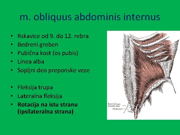 m. obliquus abdominis internus • • • Rskavice od 9. do 12. rebra Bedreni
