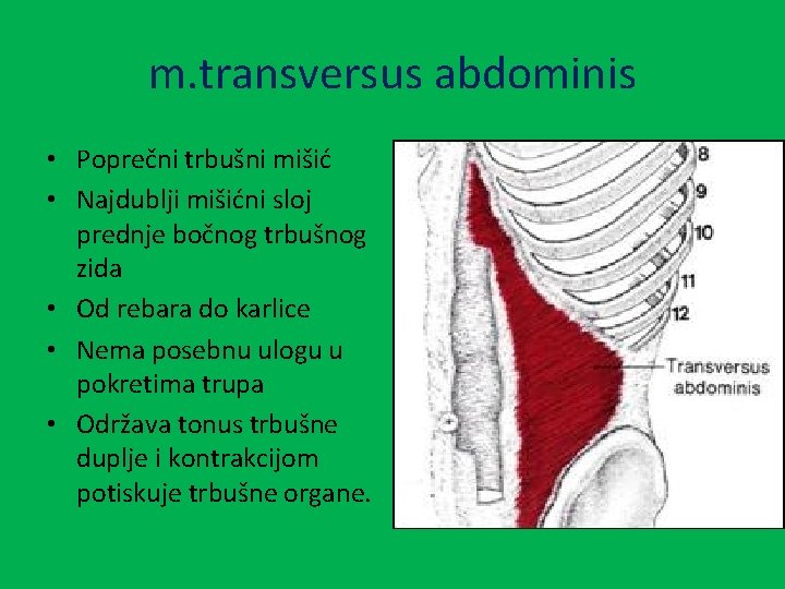m. transversus abdominis • Poprečni trbušni mišić • Najdublji mišićni sloj prednje bočnog trbušnog