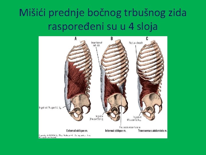 Mišići prednje bočnog trbušnog zida raspoređeni su u 4 sloja 