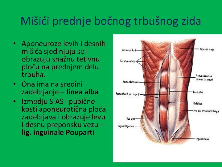 Mišići prednje bočnog trbušnog zida • Aponeuroze levih i desnih mišića sjedinjuju se i