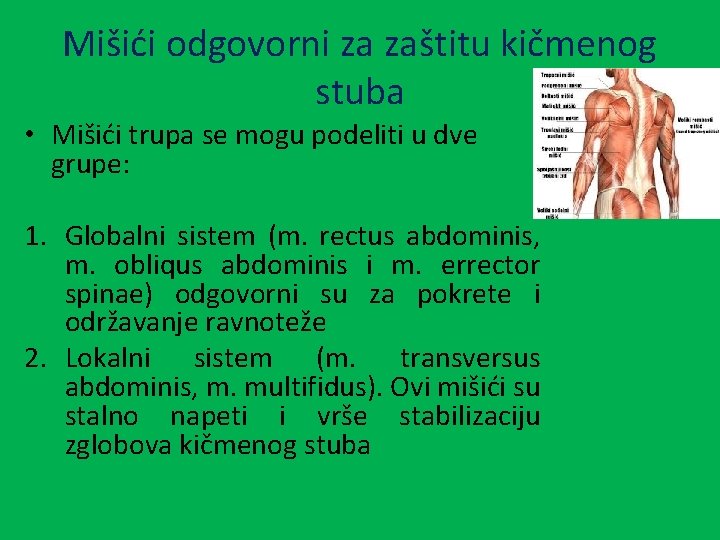 Mišići odgovorni za zaštitu kičmenog stuba • Mišići trupa se mogu podeliti u dve