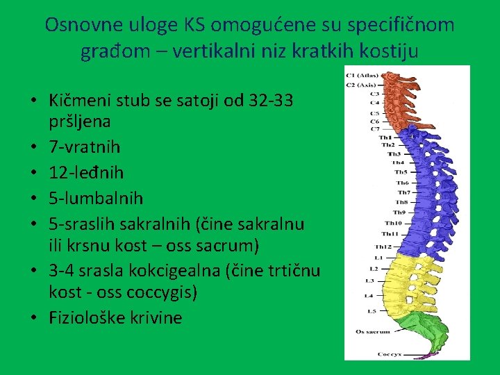 Osnovne uloge KS omogućene su specifičnom građom – vertikalni niz kratkih kostiju • Kičmeni
