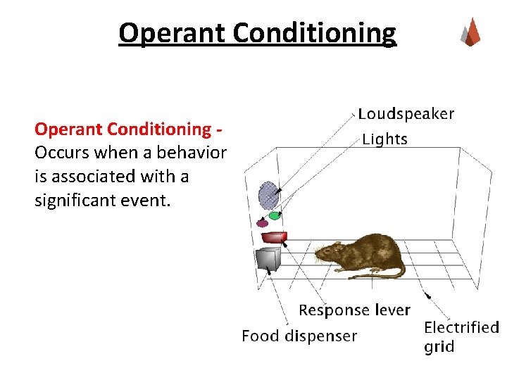 Operant Conditioning - Occurs when a behavior is associated with a significant event. 