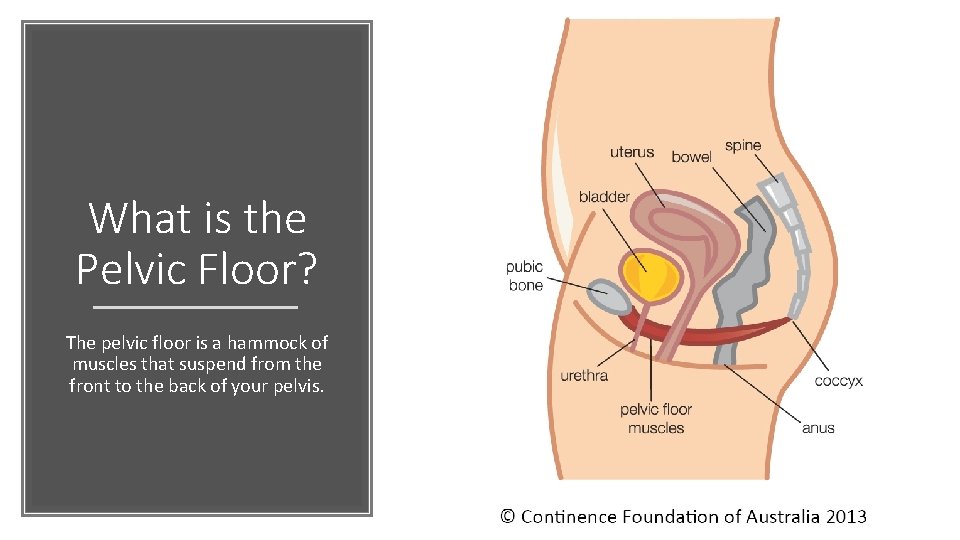 What is the Pelvic Floor? The pelvic floor is a hammock of muscles that