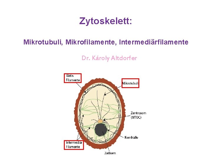 Zytoskelett: Mikrotubuli, Mikrofilamente, Intermediärfilamente Dr. Károly Altdorfer 