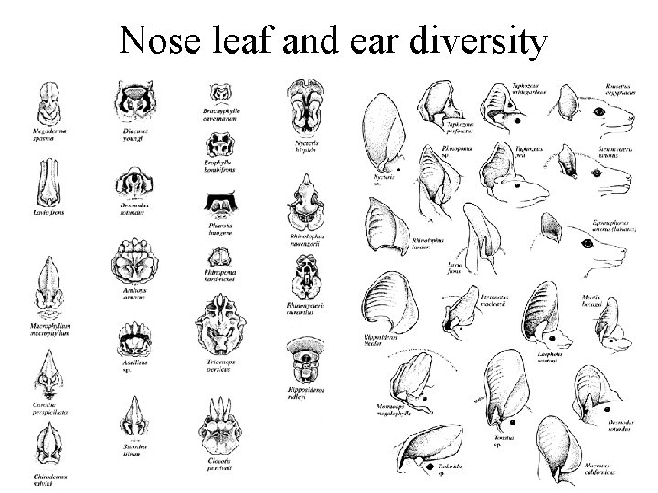 Nose leaf and ear diversity 