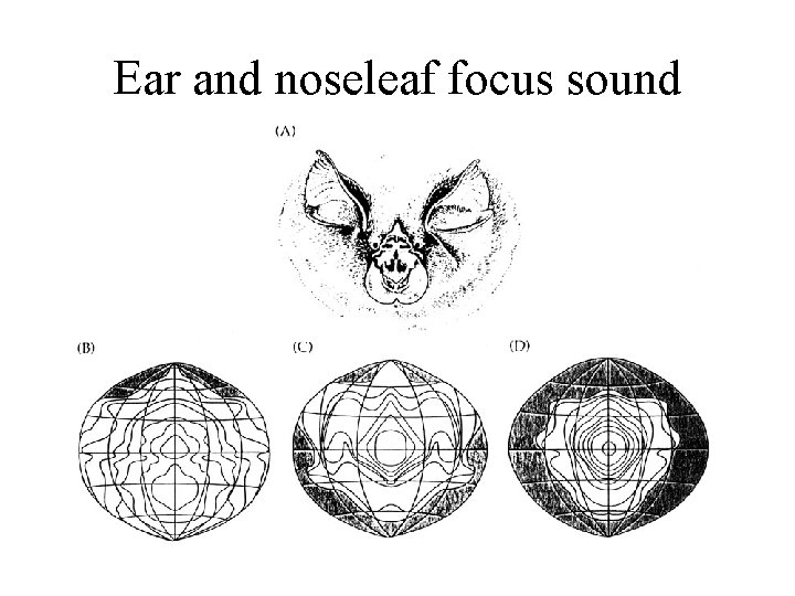 Ear and noseleaf focus sound 