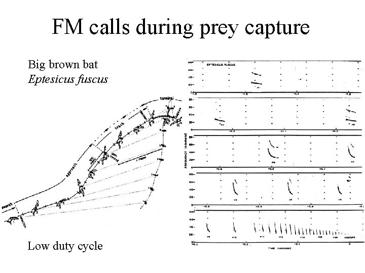 FM calls during prey capture Big brown bat Eptesicus fuscus Low duty cycle 