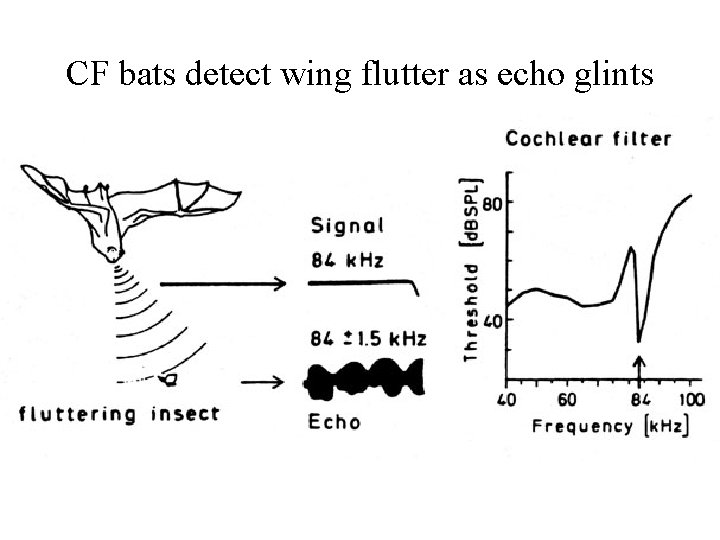 CF bats detect wing flutter as echo glints 