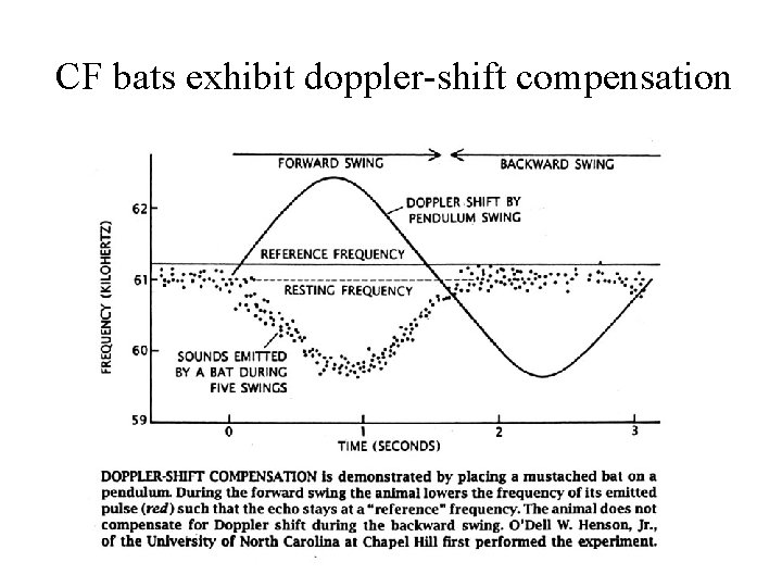 CF bats exhibit doppler-shift compensation 