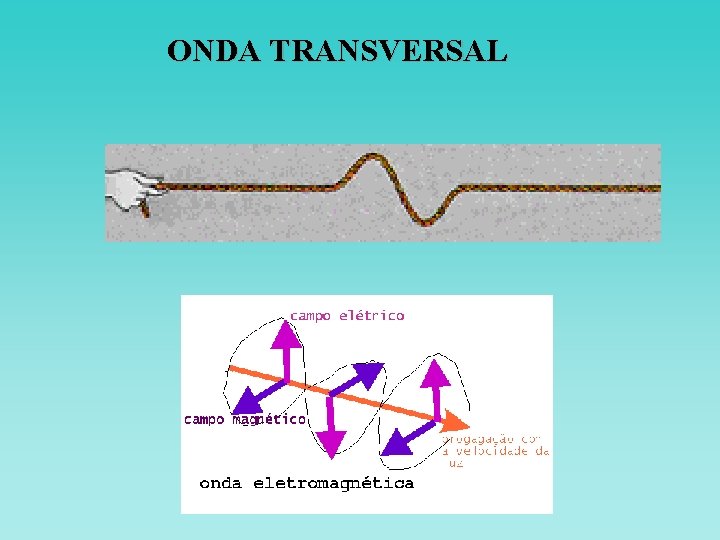 ONDA TRANSVERSAL ONDA TRANSVERSAL