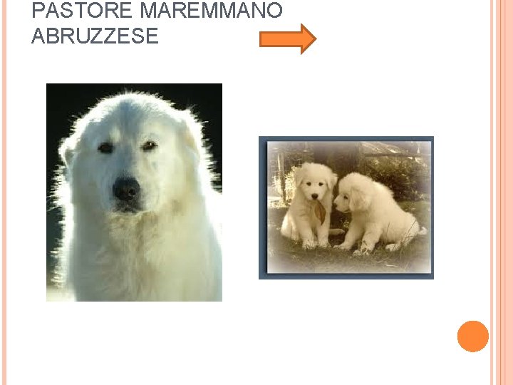 PASTORE MAREMMANO ABRUZZESE 