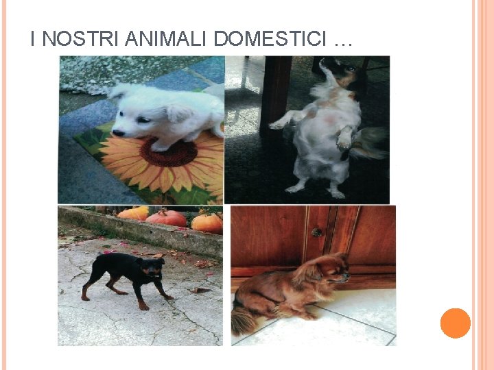 I NOSTRI ANIMALI DOMESTICI … 