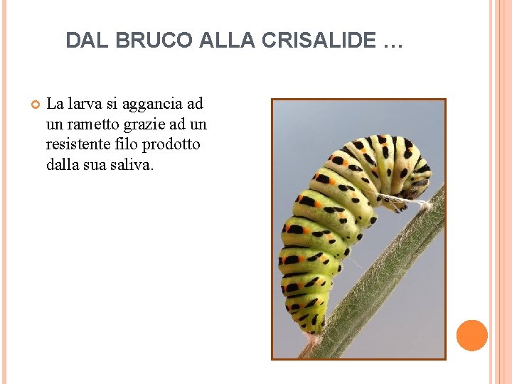 DAL BRUCO ALLA CRISALIDE … La larva si aggancia ad un rametto grazie ad