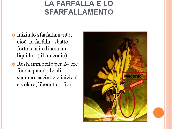 LA FARFALLA E LO SFARFALLAMENTO Inizia lo sfarfallamento, cioè la farfalla sbatte forte le