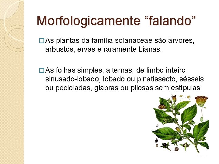 Morfologicamente “falando” � As plantas da família solanaceae são árvores, arbustos, ervas e raramente