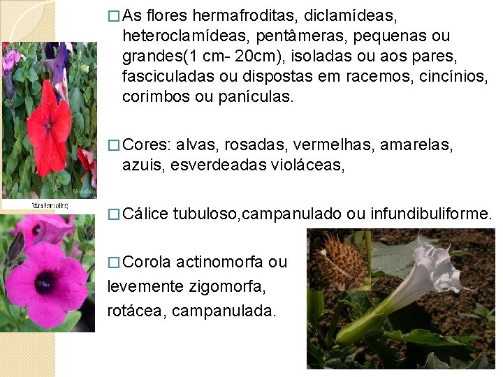 � As flores hermafroditas, diclamídeas, heteroclamídeas, pentâmeras, pequenas ou grandes(1 cm- 20 cm), isoladas