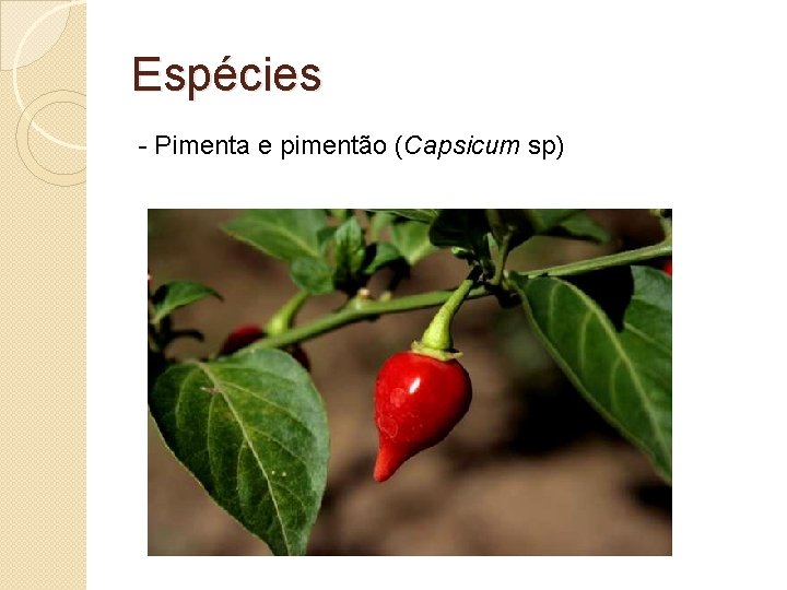 Espécies - Pimenta e pimentão (Capsicum sp) 