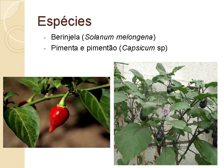 Espécies Berinjela (Solanum melongena) - Pimenta e pimentão (Capsicum sp) - 