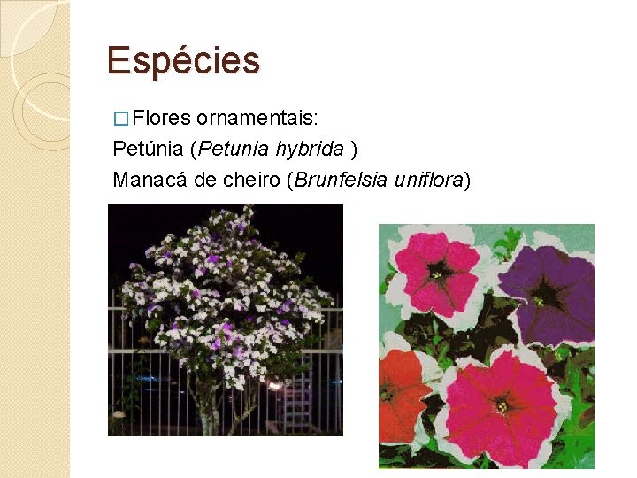 Espécies � Flores ornamentais: Petúnia (Petunia hybrida ) Manacá de cheiro (Brunfelsia uniflora) 