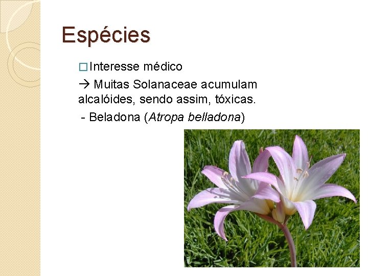 Espécies � Interesse médico Muitas Solanaceae acumulam alcalóides, sendo assim, tóxicas. - Beladona (Atropa