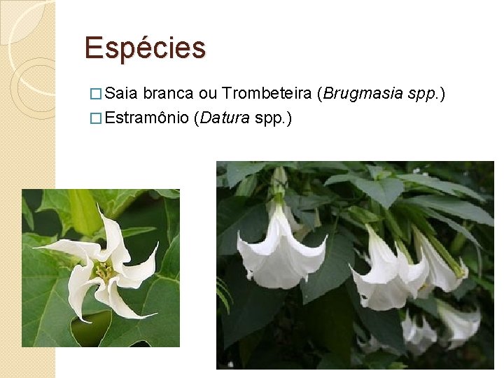 Espécies � Saia branca ou Trombeteira (Brugmasia � Estramônio (Datura spp. ) 