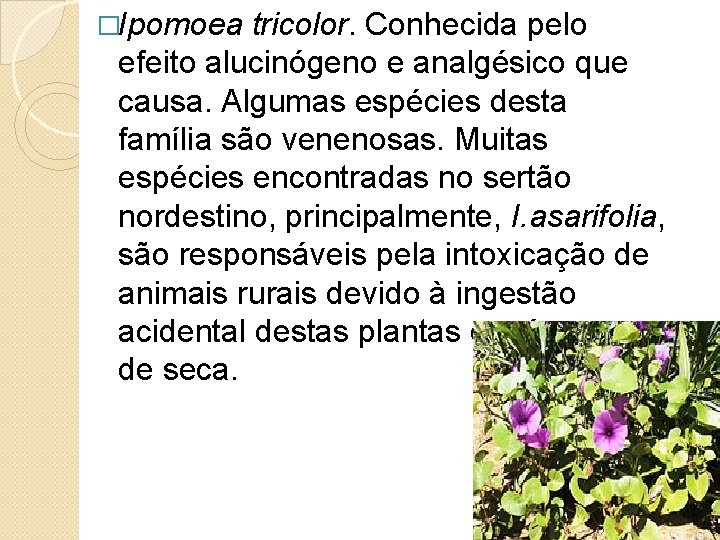 �Ipomoea tricolor. Conhecida pelo efeito alucinógeno e analgésico que causa. Algumas espécies desta família