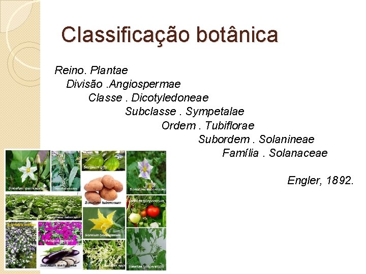 Classificação botânica Reino. Plantae Divisão. Angiospermae Classe. Dicotyledoneae Subclasse. Sympetalae Ordem. Tubiflorae Subordem. Solanineae