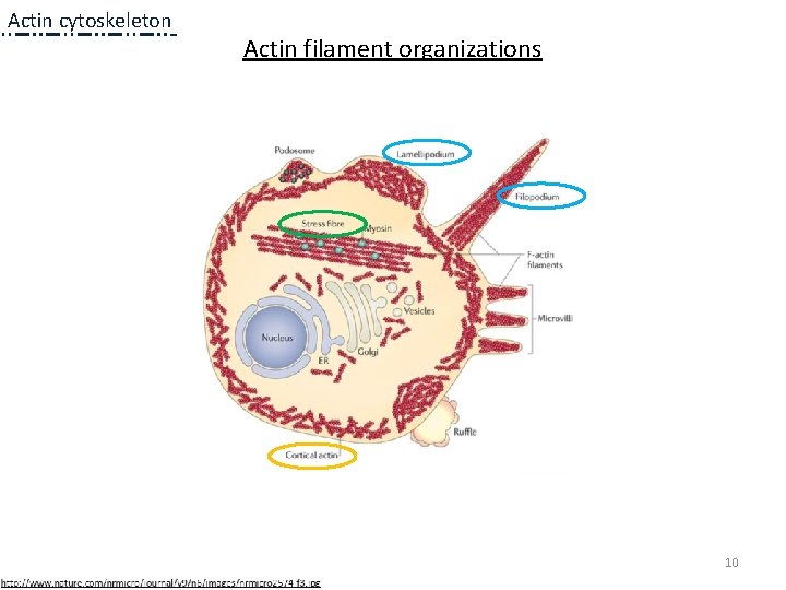 Actin cytoskeleton Actin filament organizations 10 Actin cytoskeleton Actin filament organizations 10