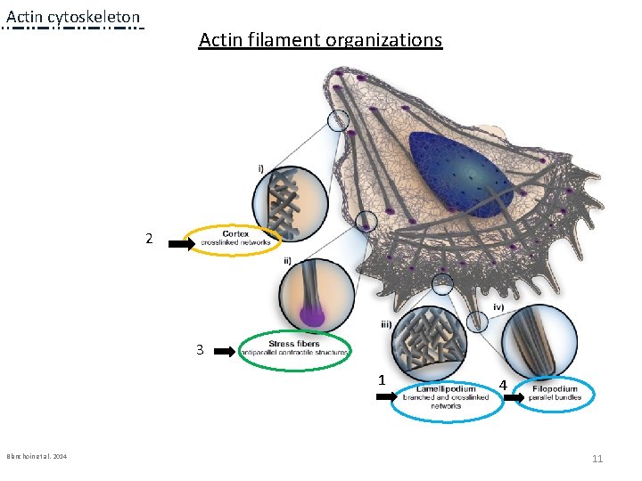 Actin cytoskeleton Actin filament organizations 2 3 1 1 a Blanchoin et al. 2014 Actin cytoskeleton Actin filament organizations 2 3 1 1 a Blanchoin et al. 2014