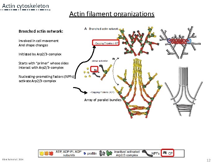 Actin cytoskeleton Actin filament organizations Branched actin network: Involved in cell movement And shape Actin cytoskeleton Actin filament organizations Branched actin network: Involved in cell movement And shape