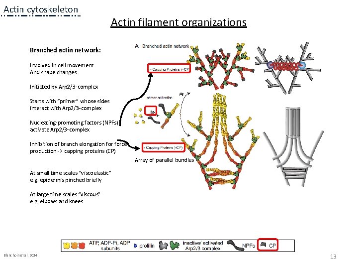 Actin cytoskeleton Actin filament organizations Branched actin network: Involved in cell movement And shape Actin cytoskeleton Actin filament organizations Branched actin network: Involved in cell movement And shape