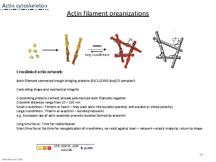 Actin cytoskeleton Actin filament organizations 1 a 1 a 1 a Crosslinked actin network: Actin cytoskeleton Actin filament organizations 1 a 1 a 1 a Crosslinked actin network: