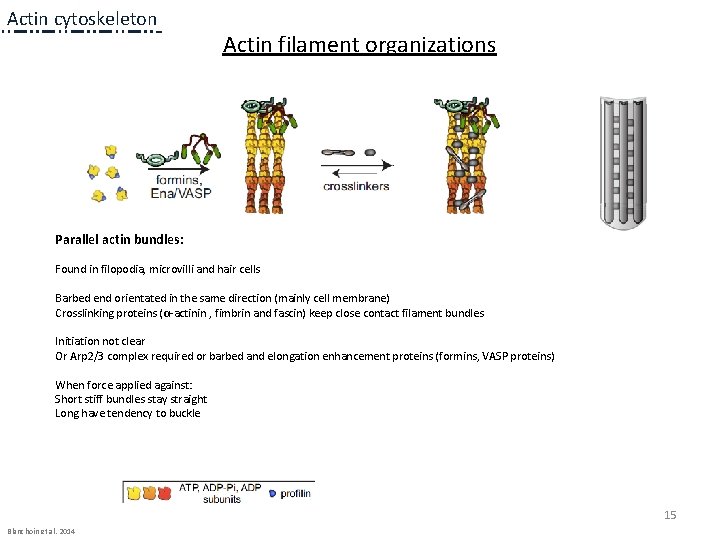 Actin cytoskeleton Actin filament organizations 1 a 1 a 1 a Parallel actin bundles: Actin cytoskeleton Actin filament organizations 1 a 1 a 1 a Parallel actin bundles: