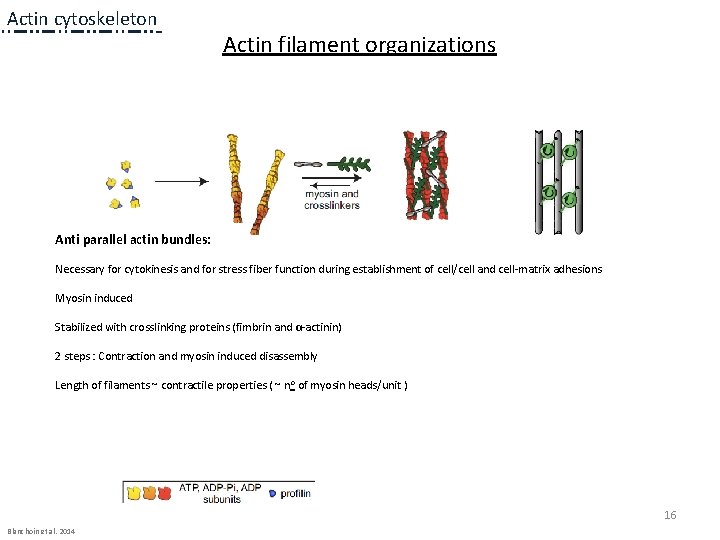 Actin cytoskeleton Actin filament organizations 1 a 1 a 1 a Anti parallel actin Actin cytoskeleton Actin filament organizations 1 a 1 a 1 a Anti parallel actin