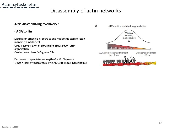 Actin cytoskeleton Disassembly of actin networks Actin disassembling machinery : • ADF/cofilin Modifies mechanical Actin cytoskeleton Disassembly of actin networks Actin disassembling machinery : • ADF/cofilin Modifies mechanical